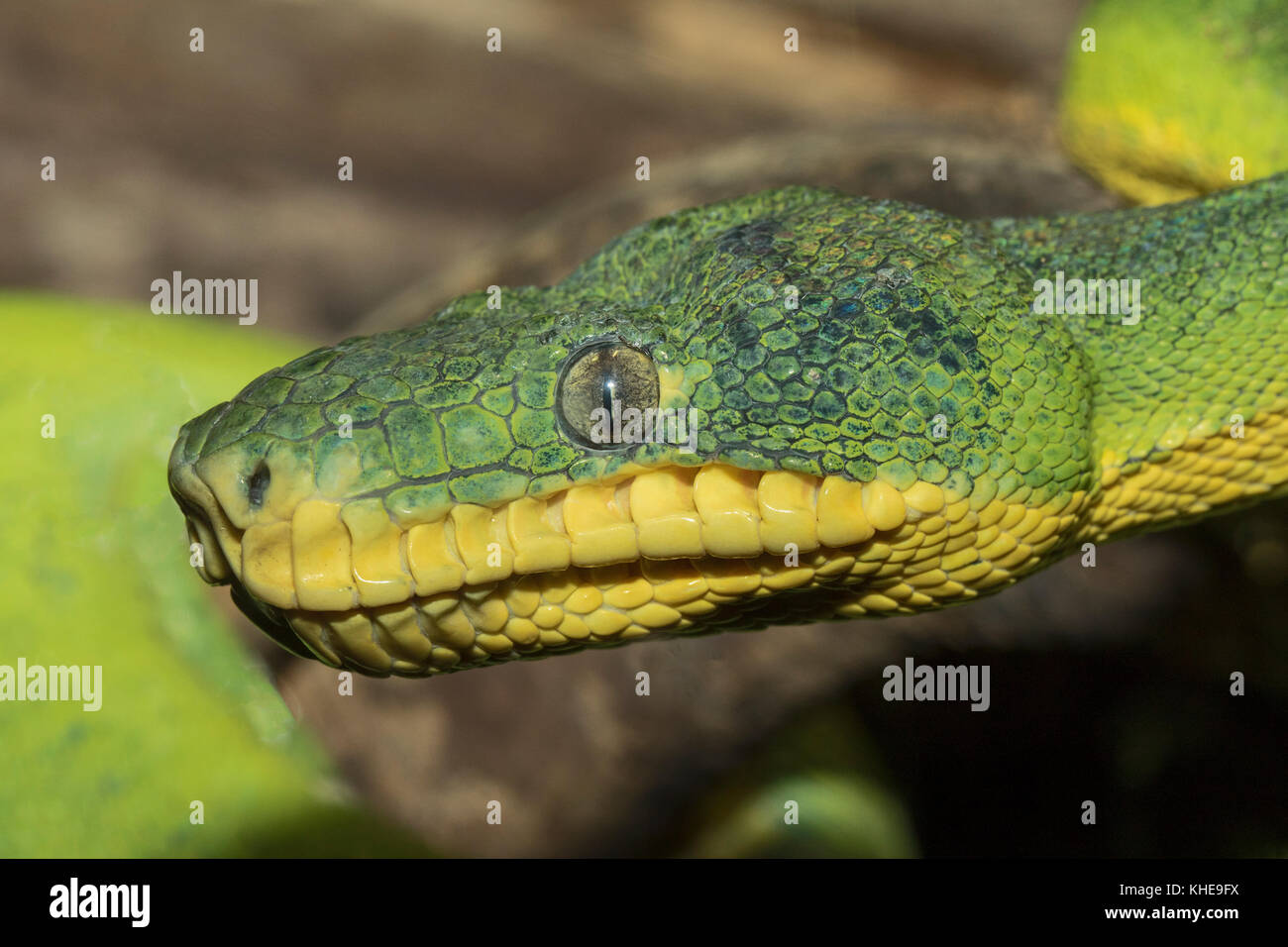 Emerald tree boa (corallus caninus) Foto Stock