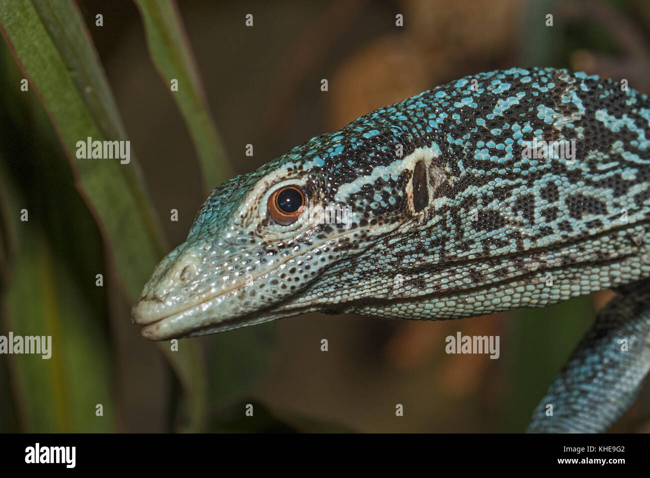 Blue Tree monitor (varanus macraei) Foto Stock
