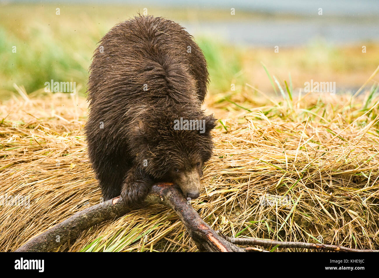 Un giovane orso bruno cucciolo mastica su un ramo in porto geografica, Katmai National Park, Alaska, America del Nord Foto Stock