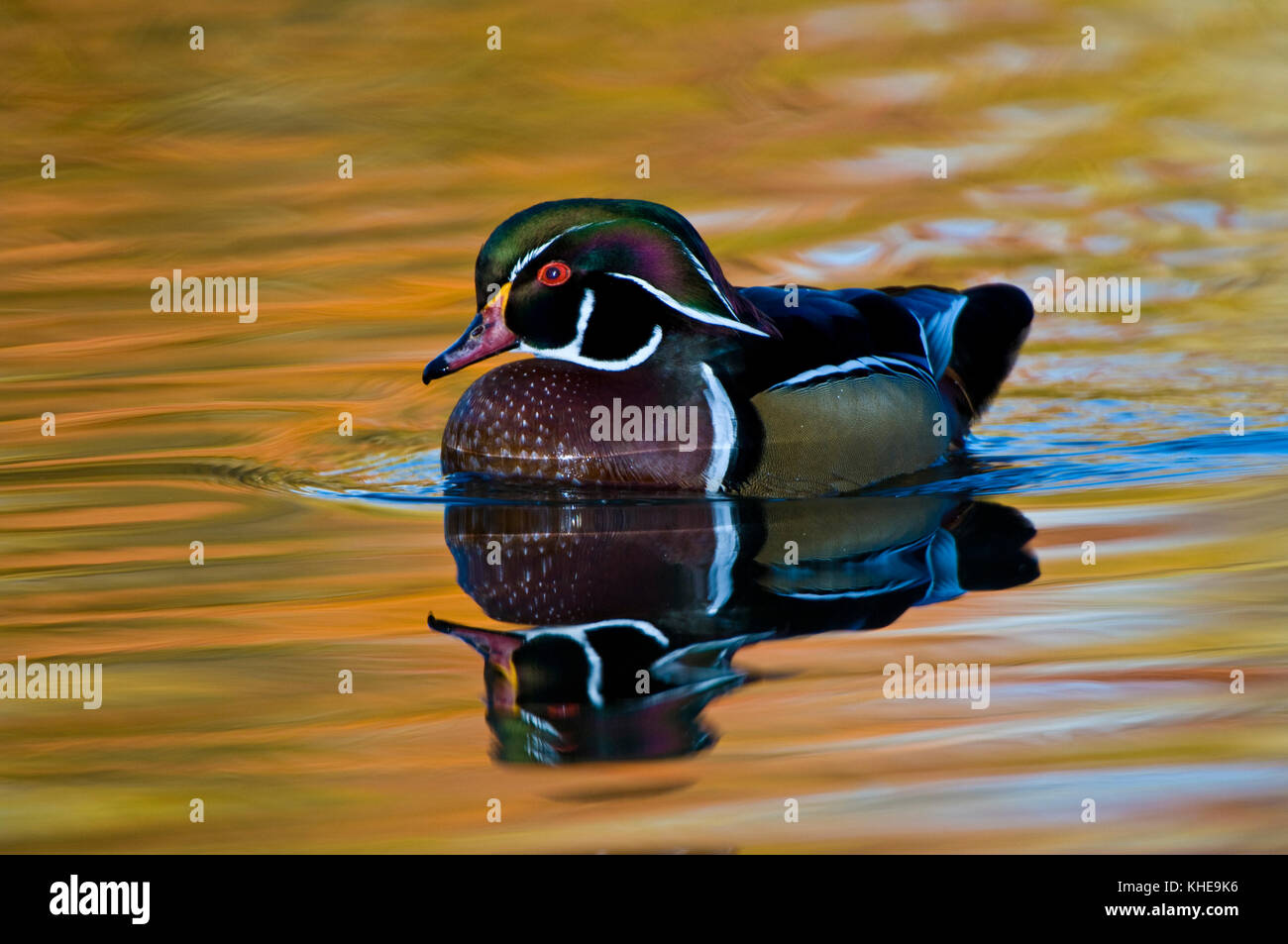 Un legno o anatra anatra Carolina (aix sponsa) nuota in un colorato stagno che riflette i colori autunnali in Eastern Ohio, Stati Uniti, Nord America orientale Foto Stock