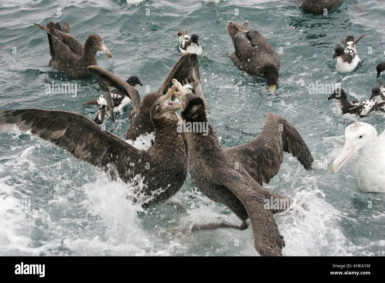 Il gigante del nord petrel Macronectes halli in lotta per il cibo Nuova Zelanda Foto Stock