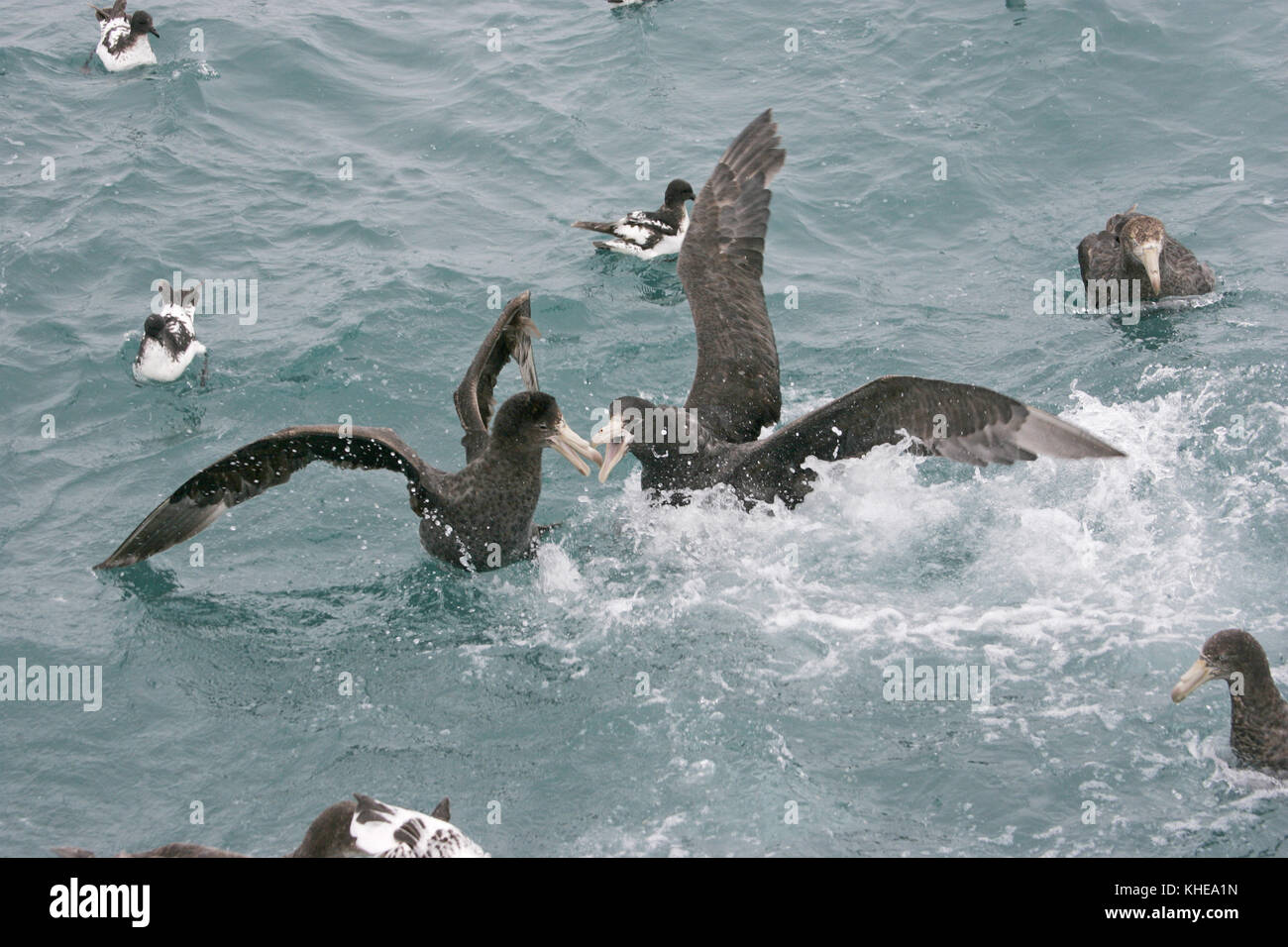 Il gigante del nord petrel Macronectes halli in lotta per il cibo Nuova Zelanda Foto Stock