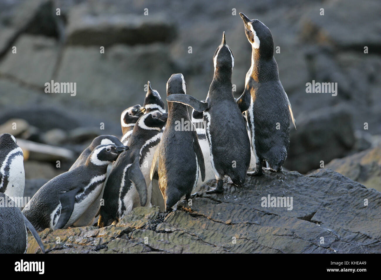 Magellanic penguin Spheniscus magellanicus gruppo sulle rocce a sunrise Isole Falkland Foto Stock