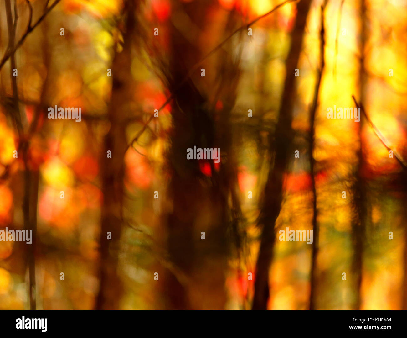 Soft-focus, motion-blur abstract sul retro-illuminato Foglie di autunno e gli alberi. Foto Stock