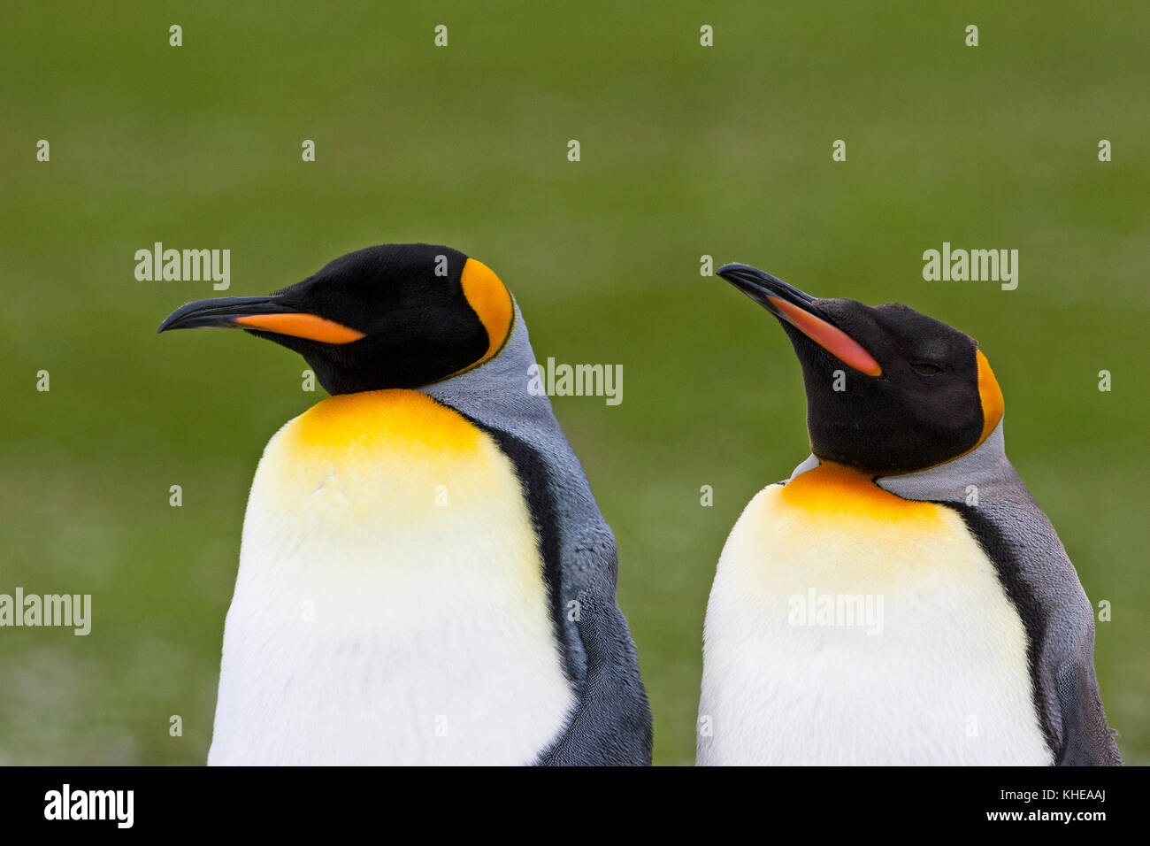 Re penguin Aptenodytes patagonicus coppia Volunteer Point East Falkland Isole Falkland Foto Stock