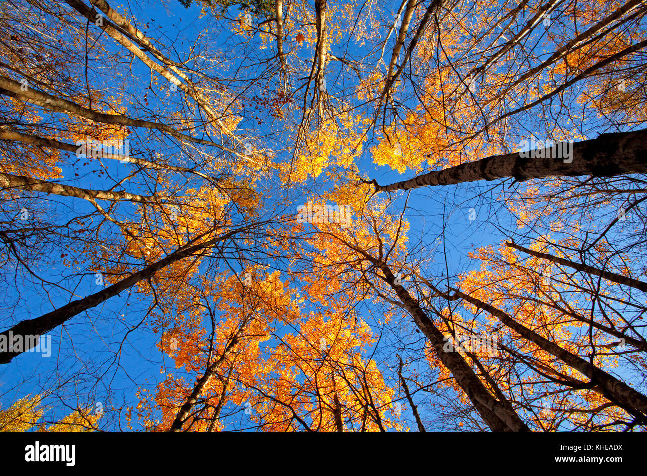 Verticali convergenti di alberi con colori autunnali e cielo blu sullo sfondo. Foto Stock