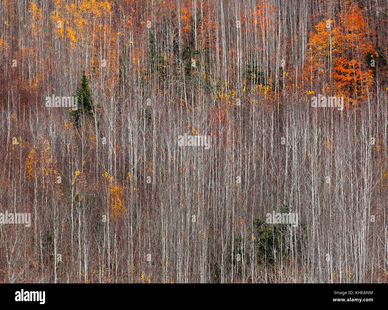 Simmetria di tall, alberi dritti con colori autunnali. Foto Stock