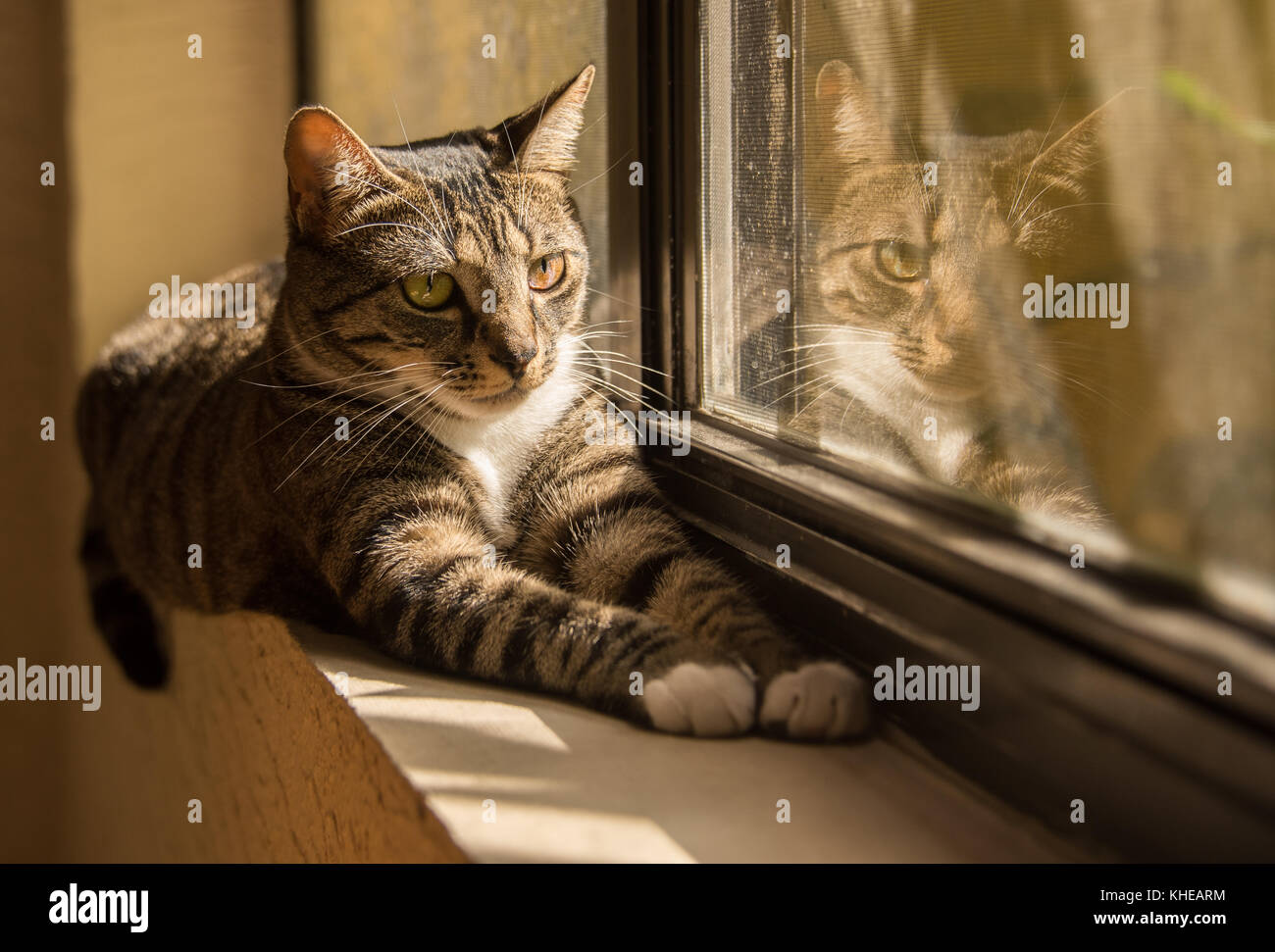 Cat riflessione nella finestra Foto Stock