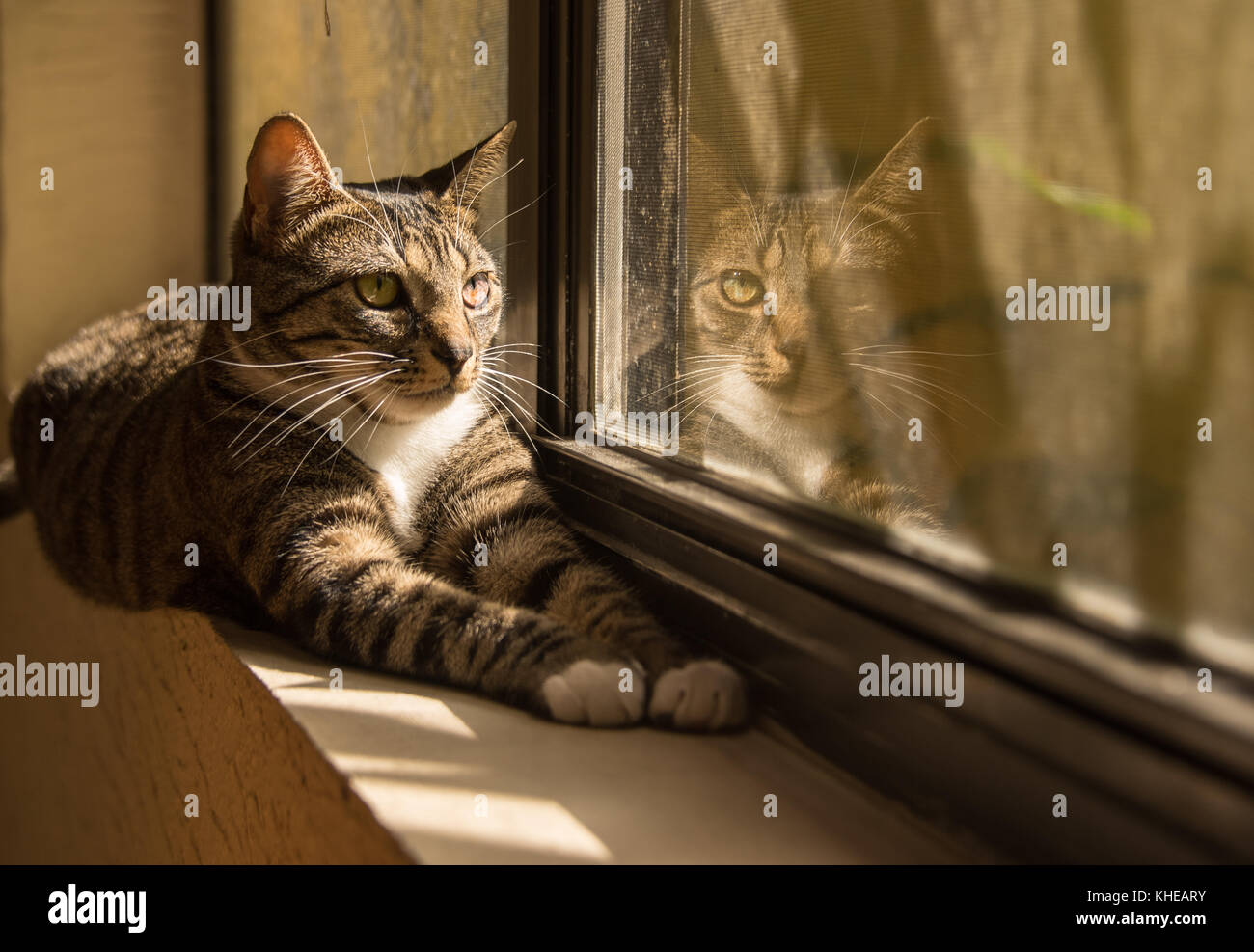 Cat riflessione nella finestra Foto Stock