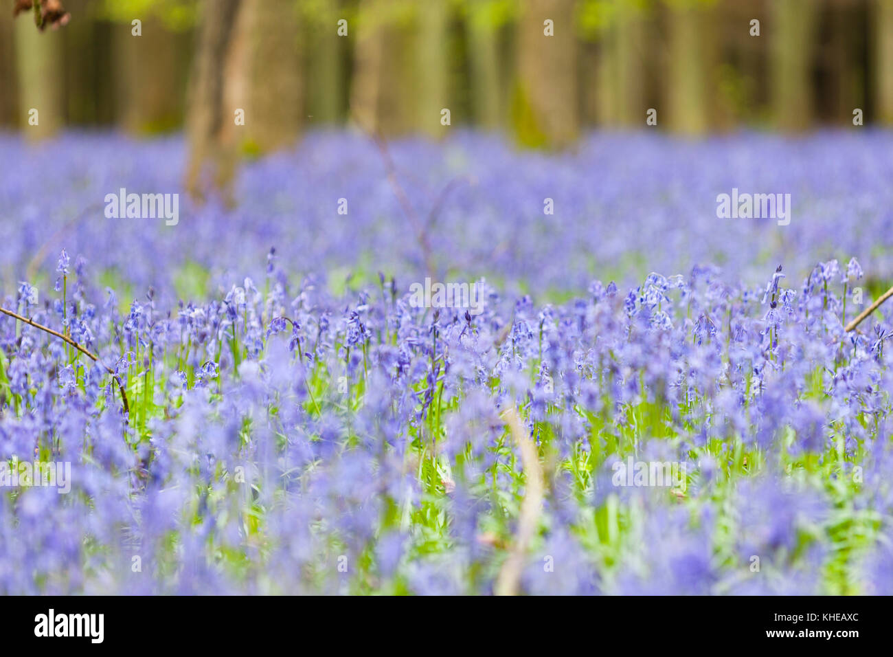 Hertfordshire, Regno Unito. Un tappeto di bluebells Copra il pavimento di una foresta. Foto Stock