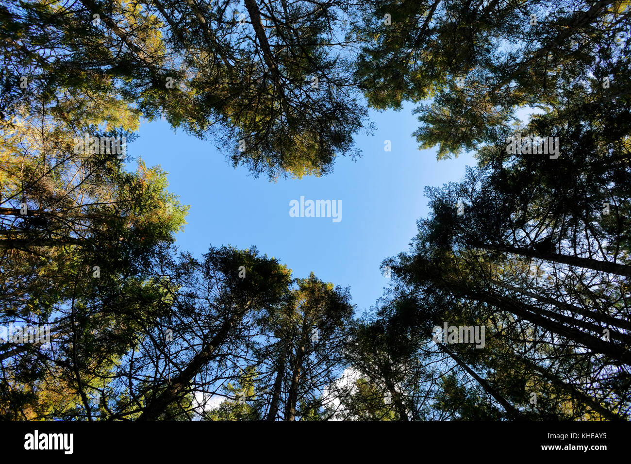 Verticali convergenti di alberi sempreverdi produrre un cuore-apertura sagomata contro un cielo blu. Foto Stock