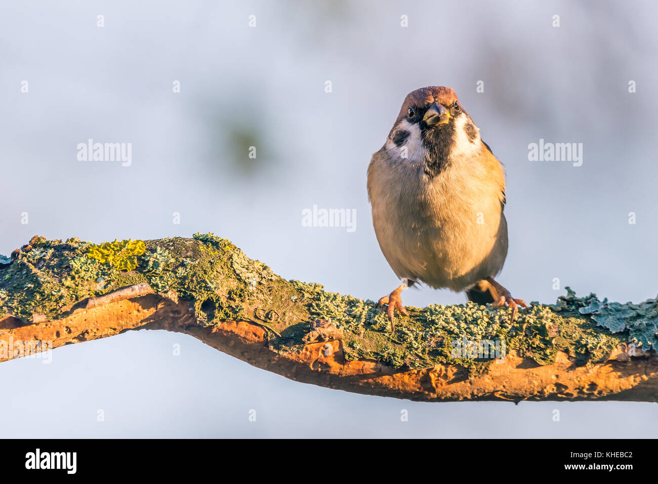 Foto orizzontale con singolo uccello sparrow. bird si siede sul usurati ramoscello di legno parzialmente coperto da corteccia con muschi e licheni. influenza ha un bel marrone, bianco un Foto Stock