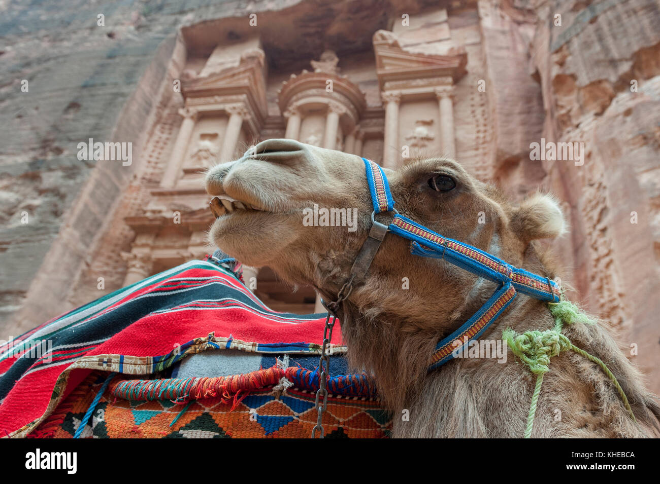 Un cammello di fronte al tesoro, Petra, Giordania, medio oriente Foto Stock