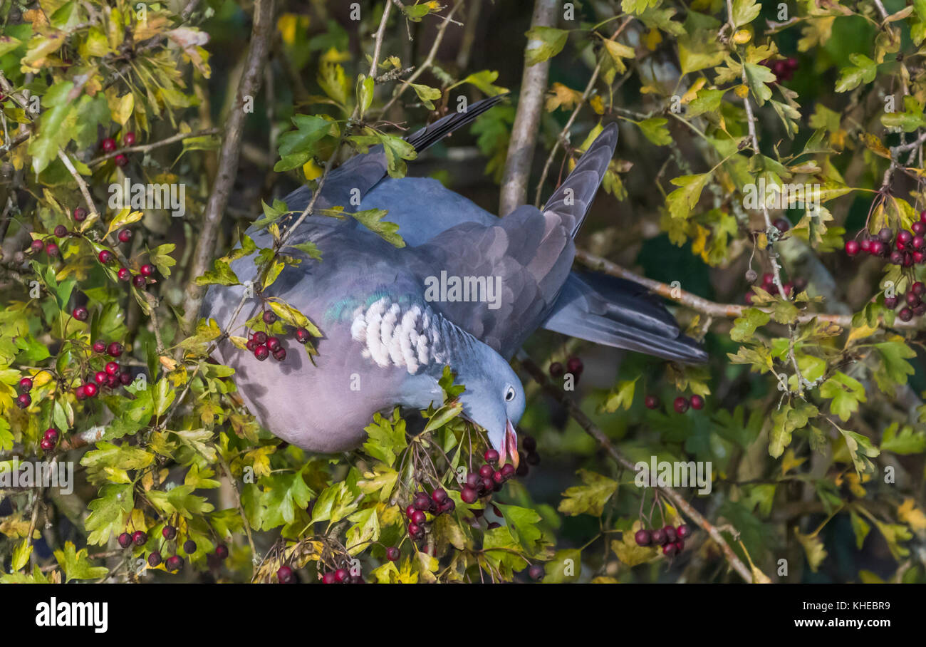 Woodpigeon comune (Columba palumbus) appollaiato in un albero di mangiare i frutti di bosco in autunno nel sud dell'Inghilterra, Regno Unito. Foto Stock
