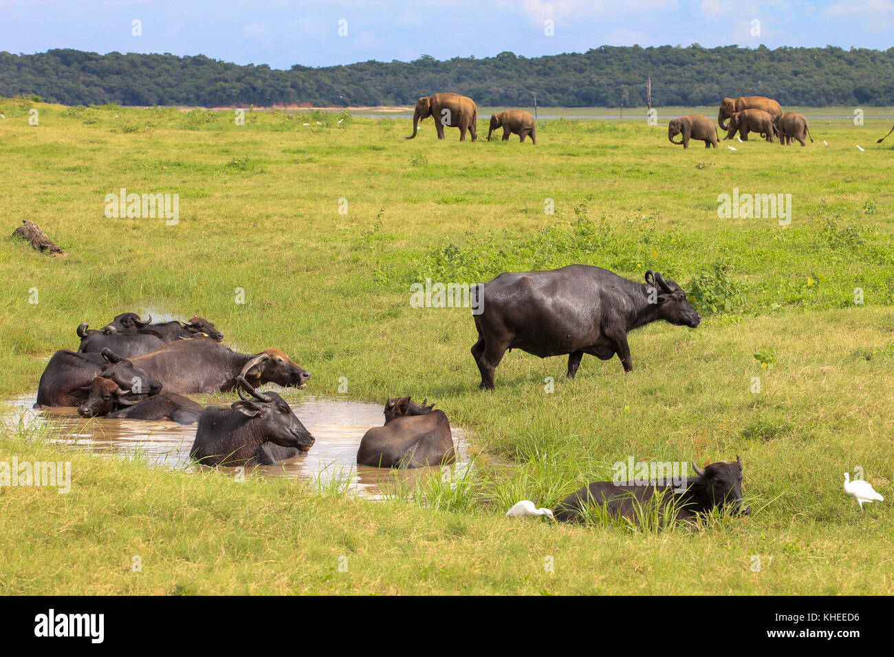 Un gruppo di bufali di riposo in un stagno di acqua fangosa e un altro gruppo di elefanti passando in background. girato durante un safari in sri lanka Foto Stock