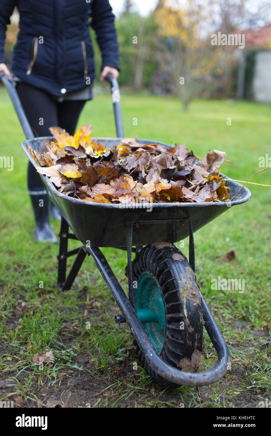 Giardiniere donna tirando carriola con foglie, opere all'aperto nel giardino in autunno Foto Stock