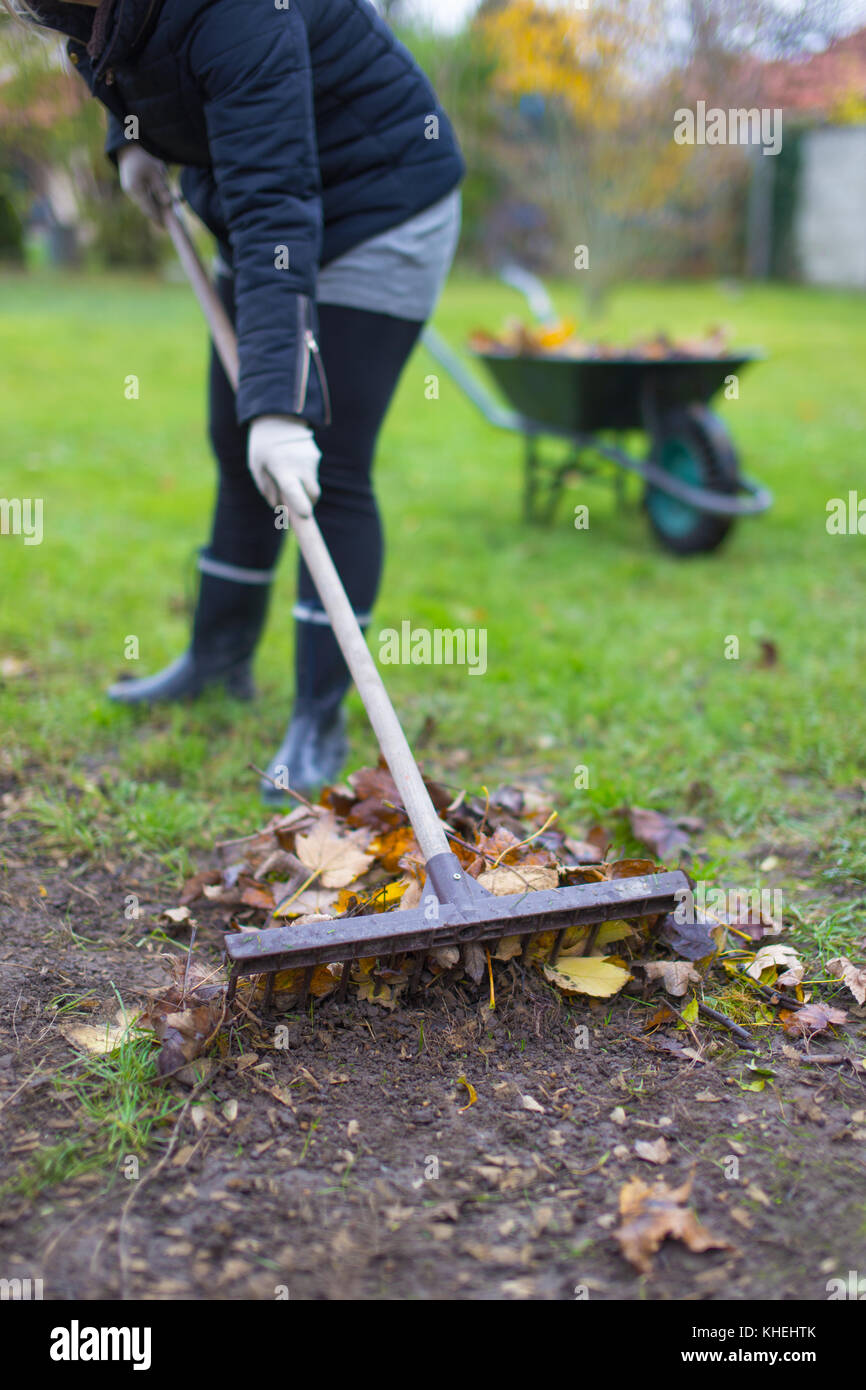 Giardiniere donna a rastrellare foglie da campo in autunno, opere all'aperto in giardino Foto Stock