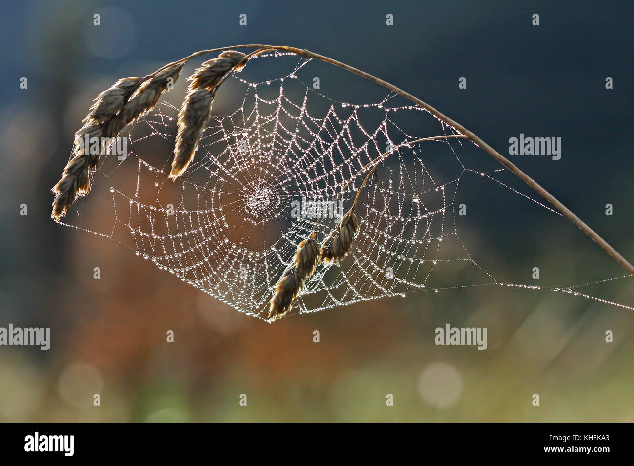 Spider Web di rugiada contro la luce in Spagna. Foto Stock