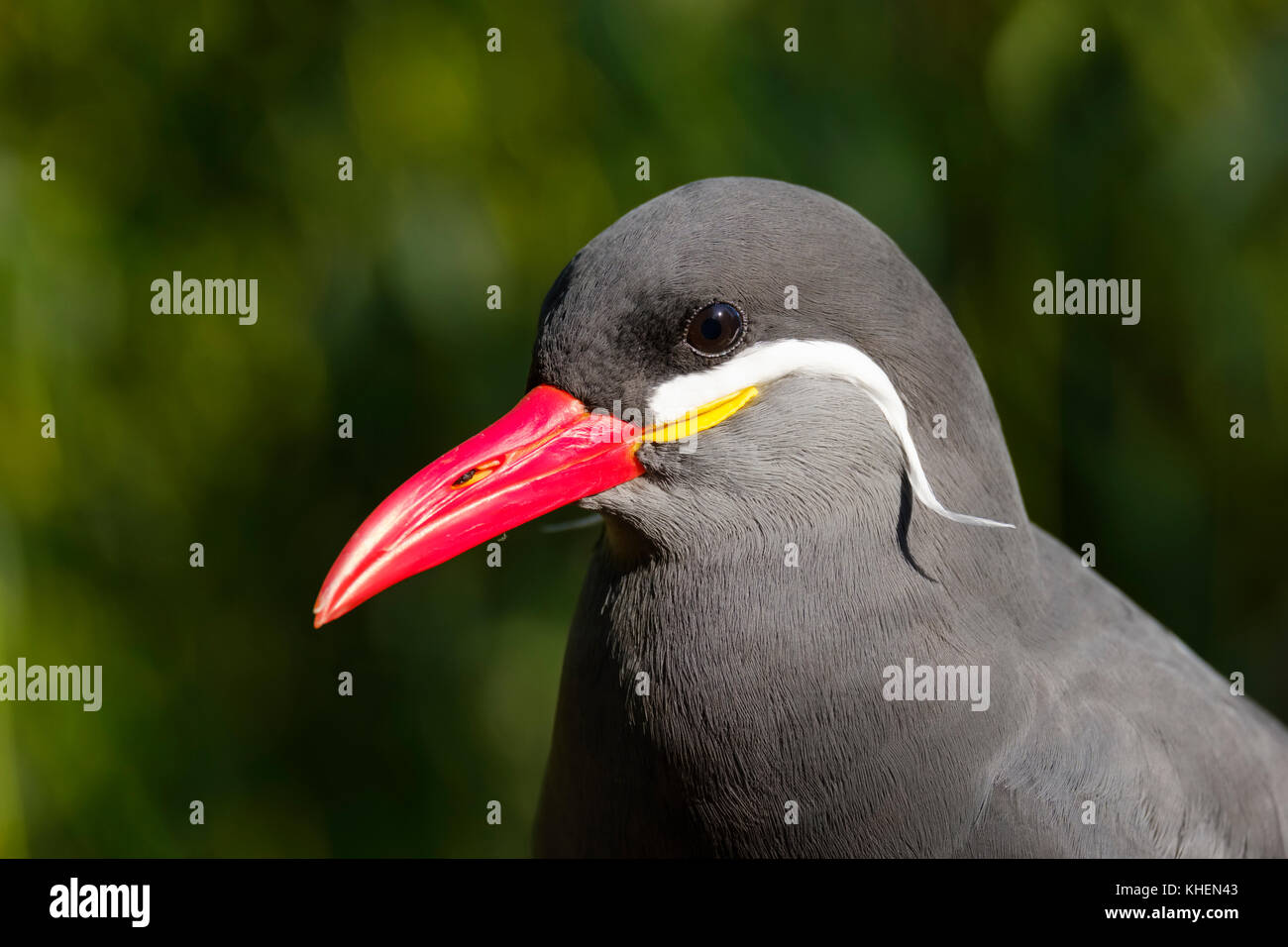 Inca tern (larosterna inca), ritratto, captive Foto Stock