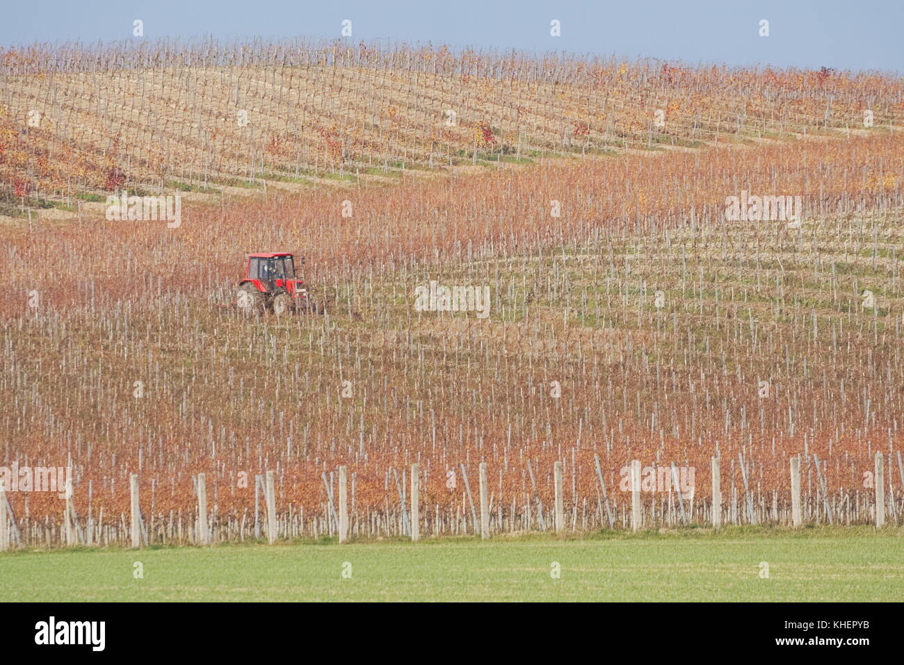 Trattore rosso a lavorare nella vigna in una giornata autunnale Foto Stock