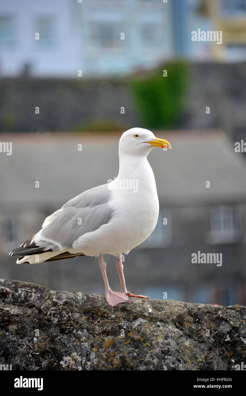 Aringa gabbiano, seagull a tenby harbour una holday cittadina sul lato occidentale della baia di Carmarthen in pembrokeshire nel sud-ovest del Galles, UK. Foto Stock