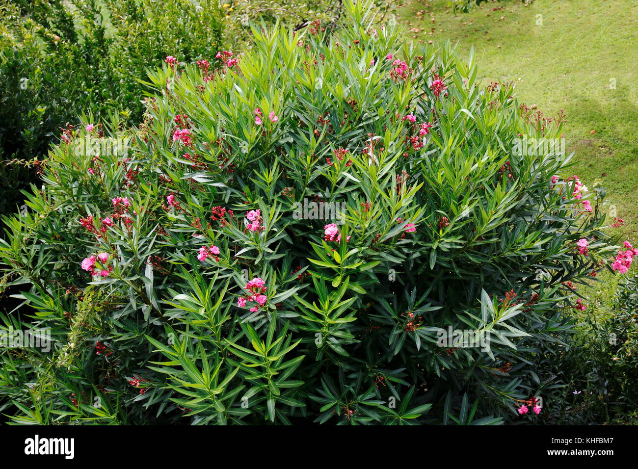 Großer Oleandro Busch, Strauch rosa mit Blüten farbenen Foto Stock