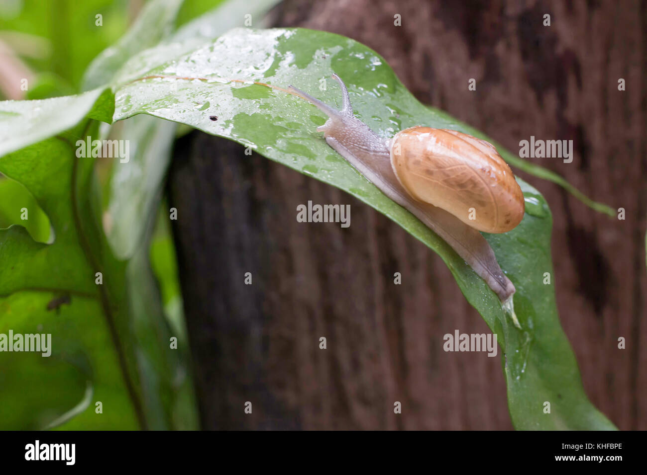 La lumaca è su una foglia verde con gocce di acqua sfocata sul fuori fuoco, vicino la lumaca salire sulla foglia verde Foto Stock