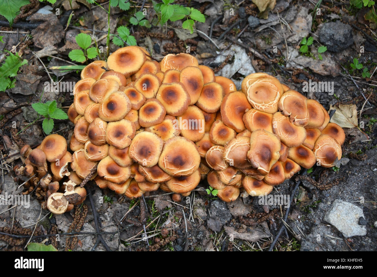 Il miele funghi agaric Foto Stock