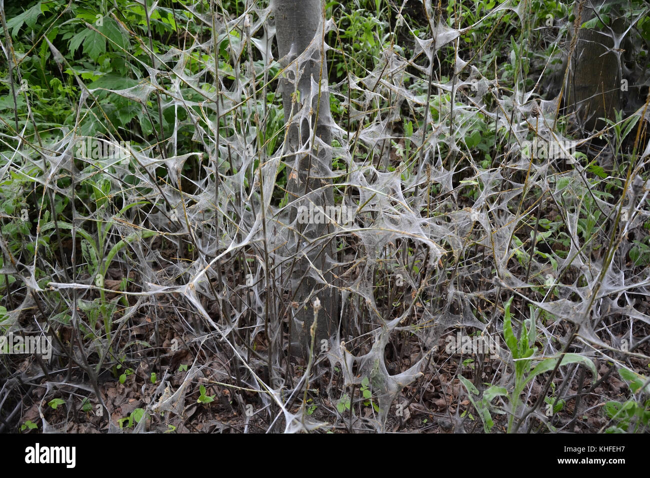 Bird Cherry Tree con web falena Foto Stock