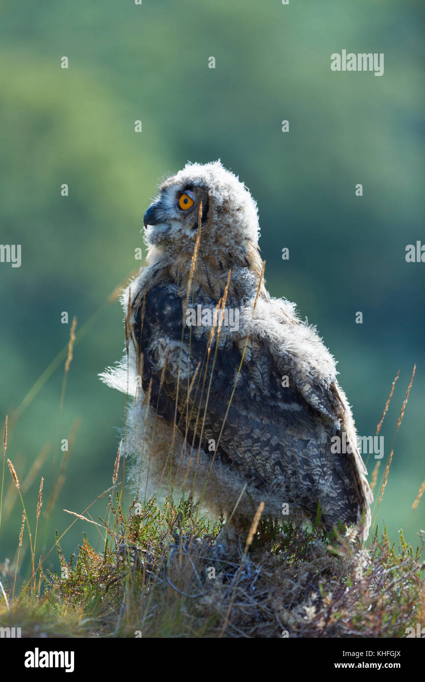 GUFO EAGLE EURASIAN (bubo) Foto Stock