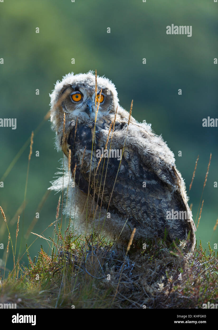 GUFO EAGLE EURASIAN (bubo) Foto Stock