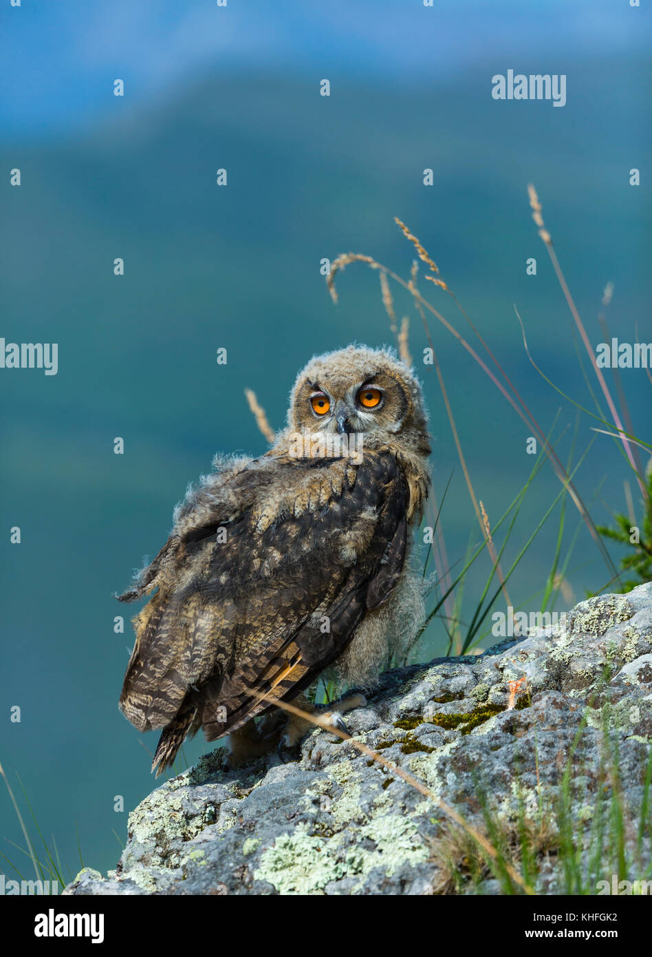 GUFO EAGLE EURASIAN (bubo) Foto Stock