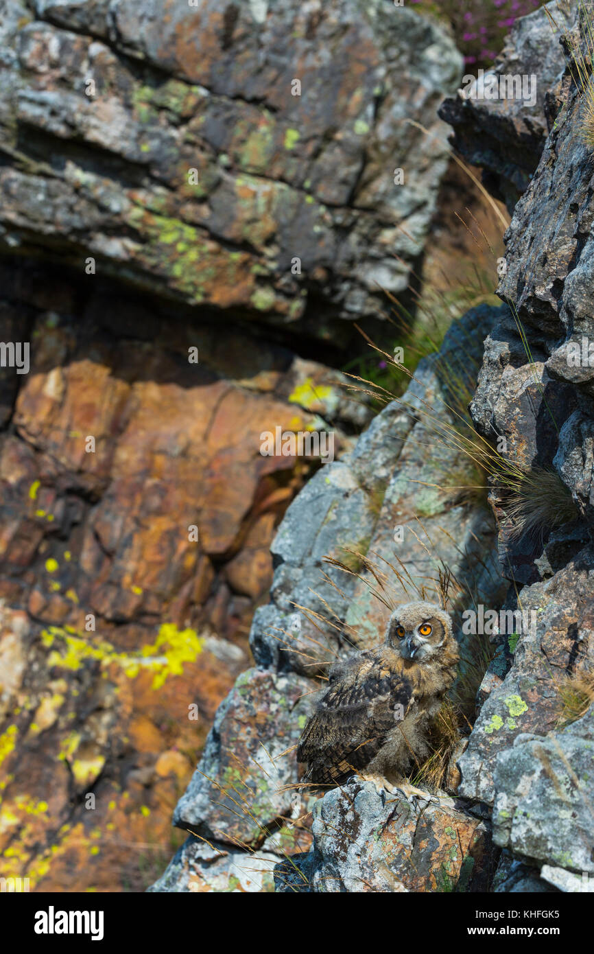 GUFO EAGLE EURASIAN (bubo) Foto Stock