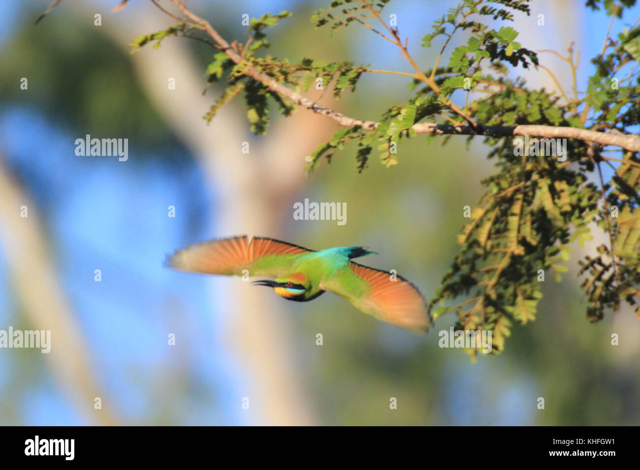 Un arcobaleno Gruccione (Merops ornatus) decolla da un ramo, Townsville, Australia Foto Stock