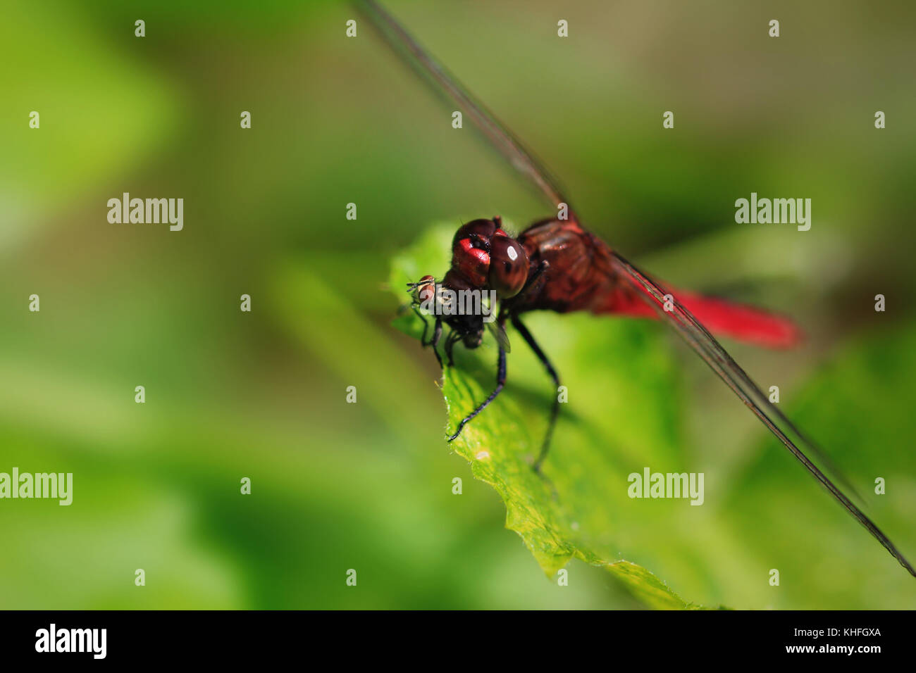 Una Libellula rossa posatoi su una foglia per poter mangiare una mosca di casa ha appena catturati e uccisi. Townsville, Queensland, Australia Foto Stock