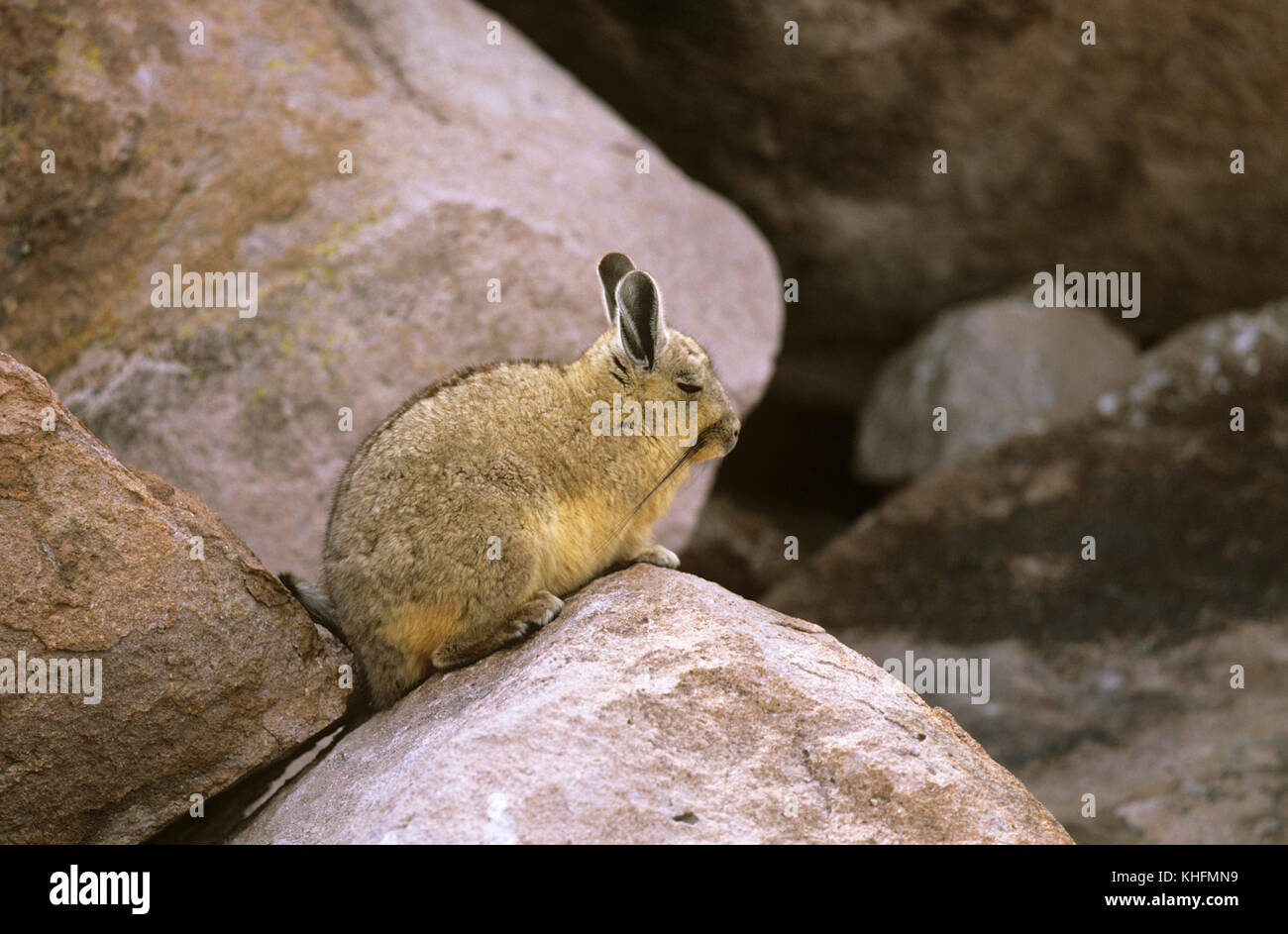 (Viscacha Lagidium viscacia), in tipico del Rocky Mountain habitat. Ande, Lauca National Park, Regione Arica-Parinacota, Cile Foto Stock