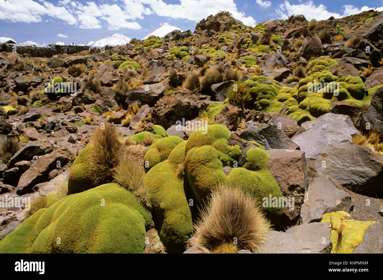 Llareta (Azorella compacta), che cresce bassa per trarre vantaggio dalle radiazioni dal buio del terreno sottostante. Lauca National Park, Regione Arica-Parinacota, Cile Foto Stock