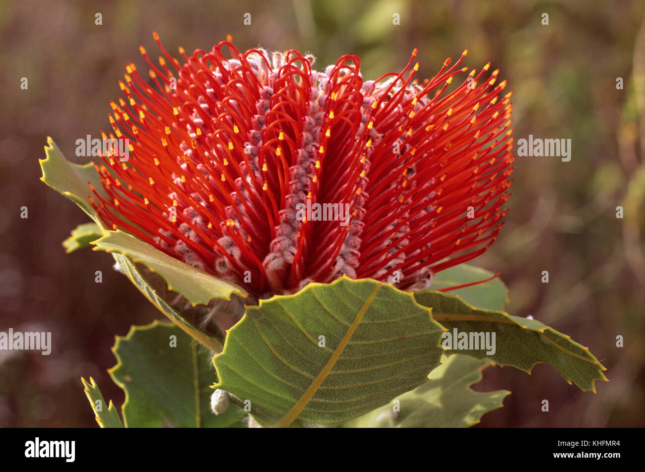 Scarlet banksia (Banksia coccinea), Gamma di Stirling National Park, Australia occidentale Foto Stock