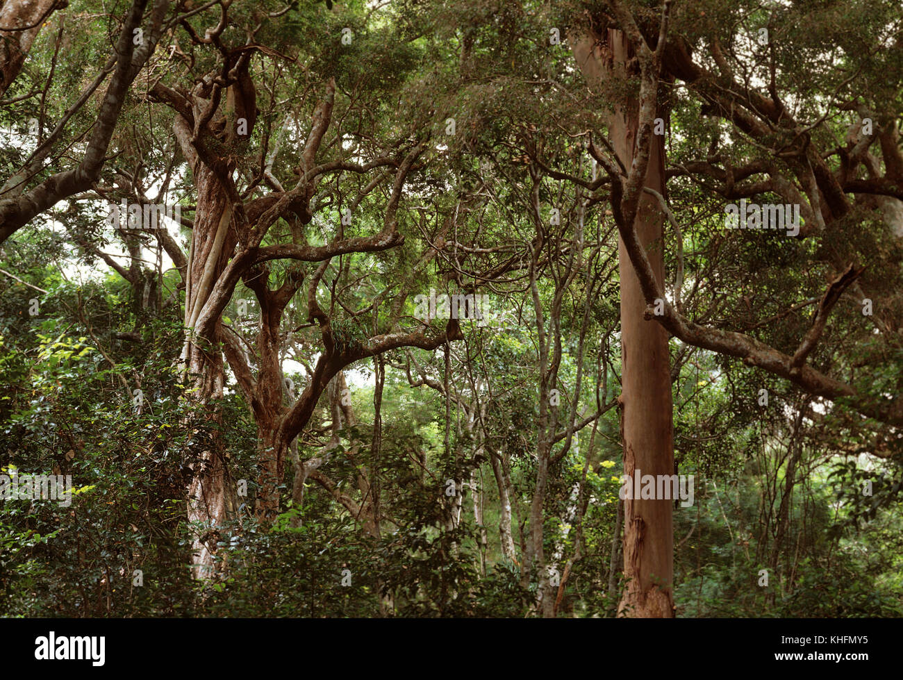 Il litorale nella foresta pluviale, uno degli ultimi esempi di questo tipo di foresta pluviale nell'emisfero meridionale. Iluka Riserva Naturale, Nuovo Galles del Sud, Australia Foto Stock