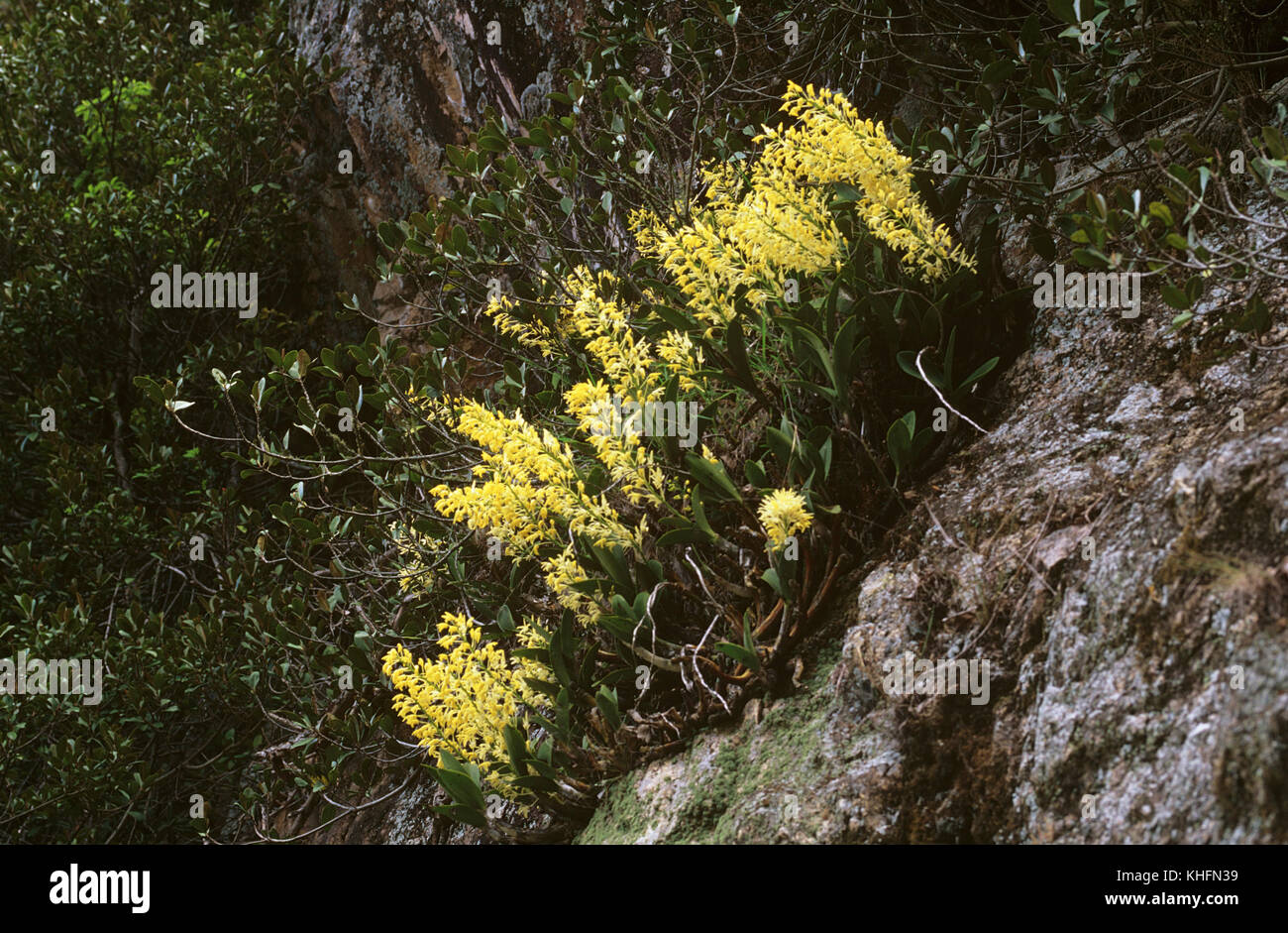 Sydney rock lily (Thelychiton speciosus), crescendo come lithophyte sulla scogliera di arenaria faccia. Nuovo Galles del Sud, Australia Foto Stock