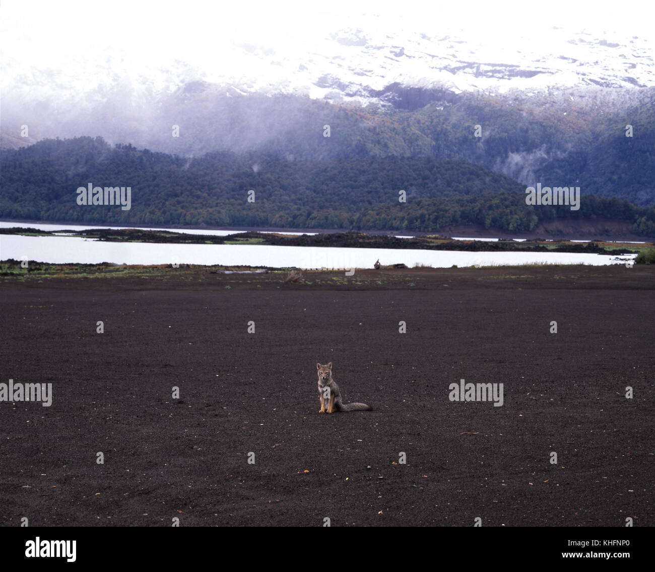 Culpeo (Lycalopex culpaeus), seduto vicino al lago di Conguillio con Sierra Nevada dietro. Conguillio National Park, Ande, Cile, sesta regione Foto Stock