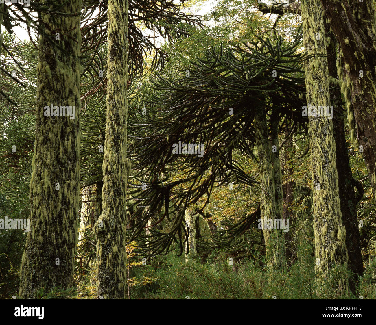 Foresta di Monkey puzzle alberi (Araucaria araucana). Conguillio National Park, Ande, Cile, sesta regione Foto Stock