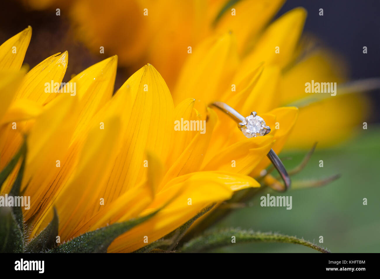 Anello di diamante su Girasole Foto Stock