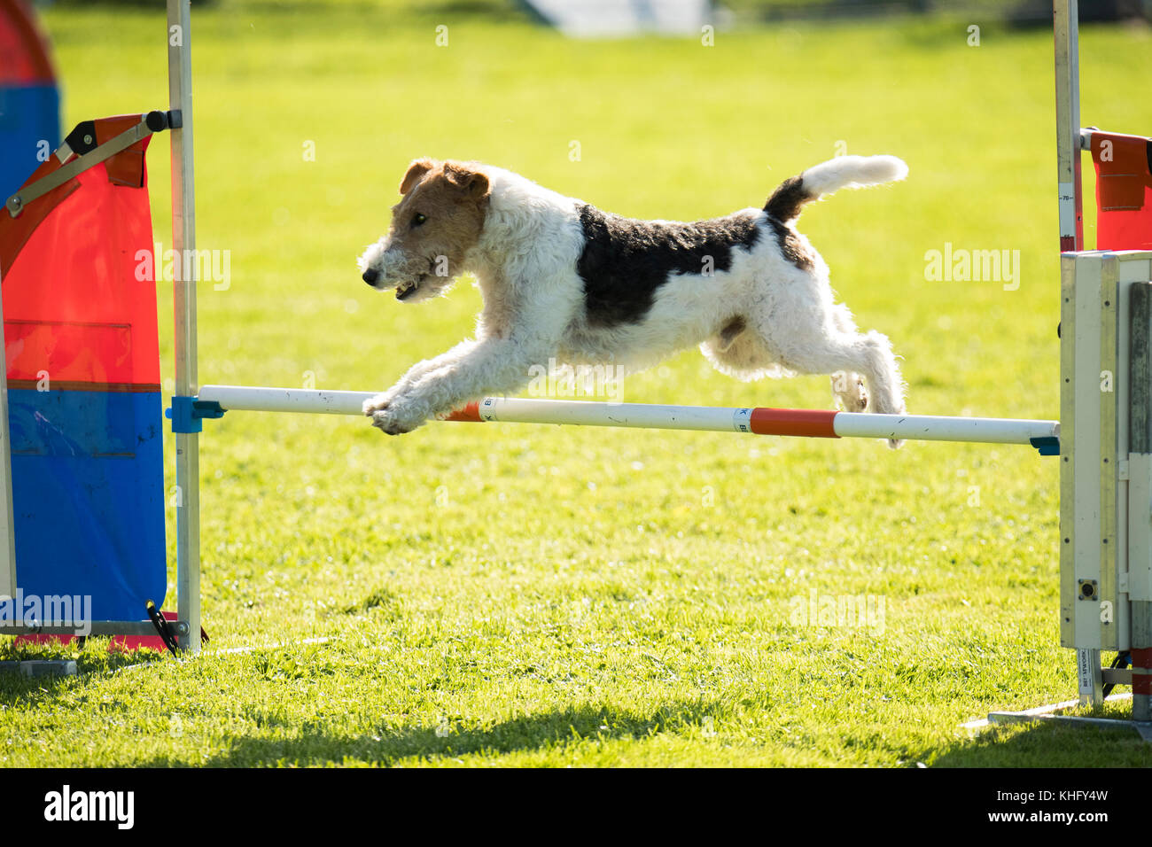 Cane, fox filo capelli, agilità di salto ostacoli Foto Stock