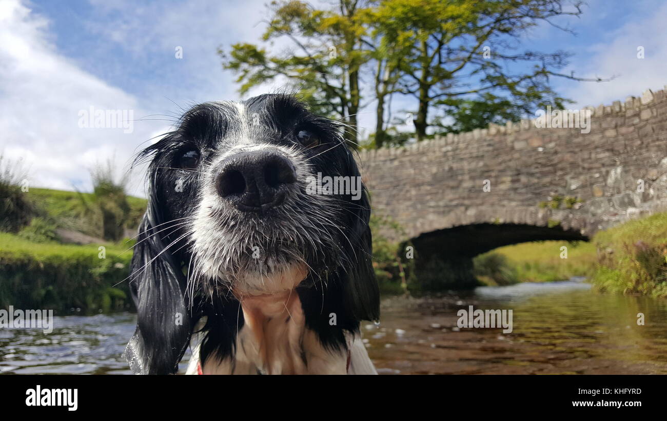 English Springer Spaniel godendo di Exmoor Foto Stock