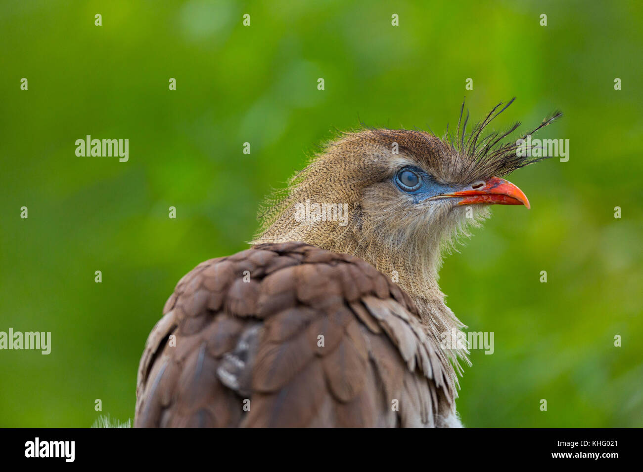 Red-gambe (Seriema Cariama cristata) Foto Stock