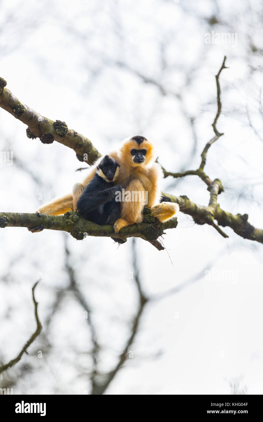 Nero gibbone crestato (nomascus concolor) Foto Stock