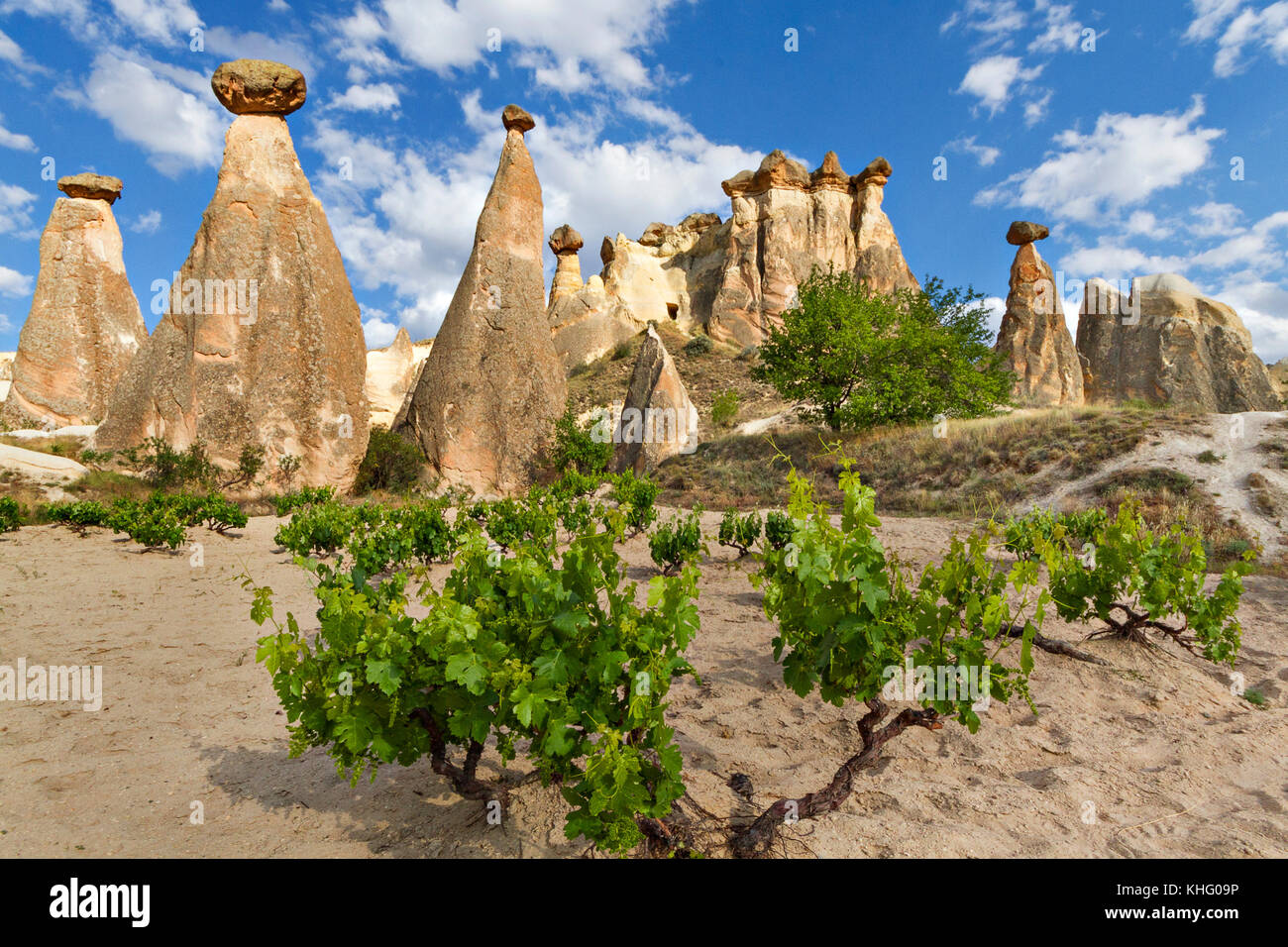 Terreni estremi della Cappadocia con camini di fata e formazioni di roccia vulcanica, Cappadocia, Turchia. Foto Stock