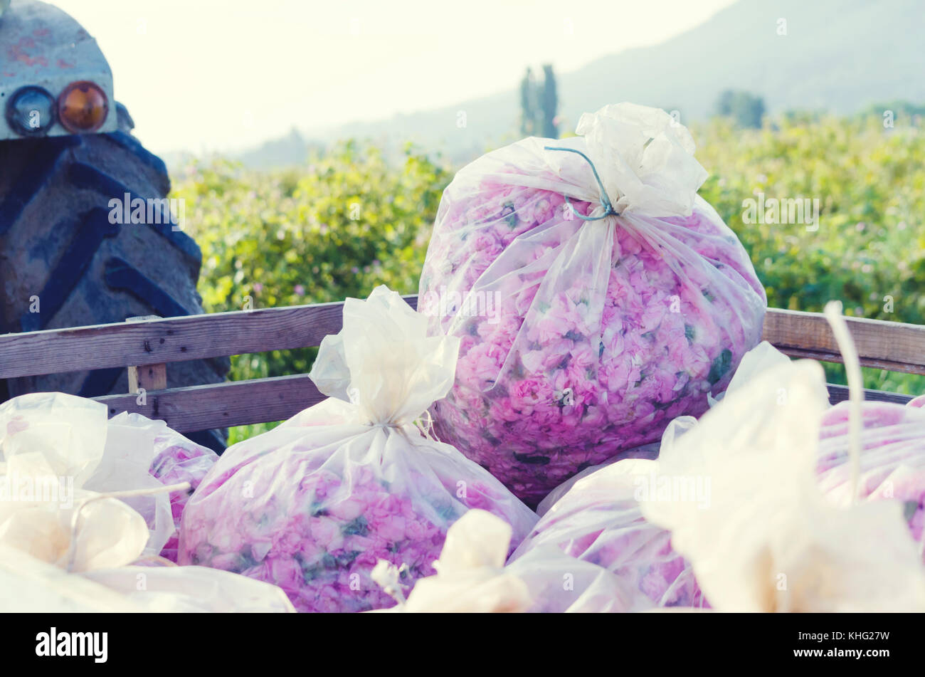 Rose carrello di prelievo il sacchetto in plastica Foto Stock