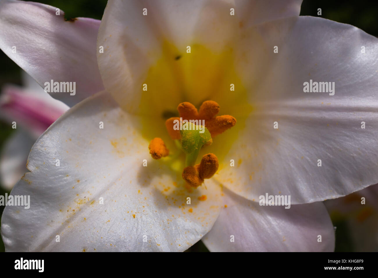 Un'immagine ravvicinata del famoso fiore Amaryllis Foto Stock